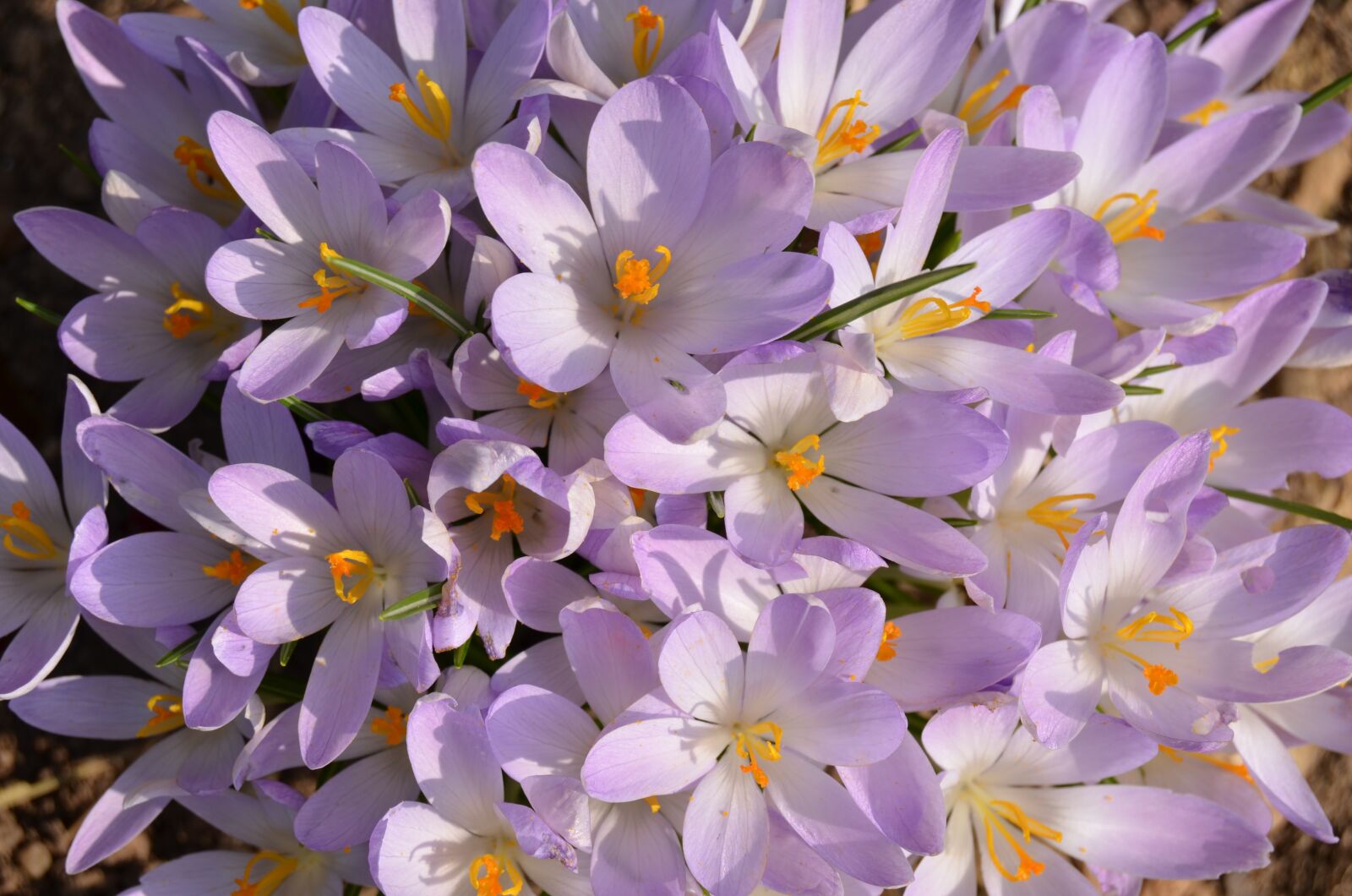 Nikon D5100 sample photo. Crocus, flowers, spring photography