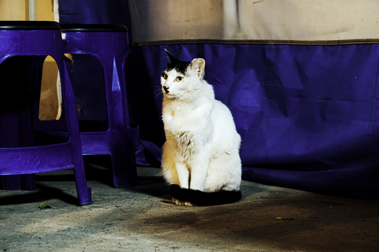 Sony DSC-RX100M7 sample photo. Cat, animal, friends photography