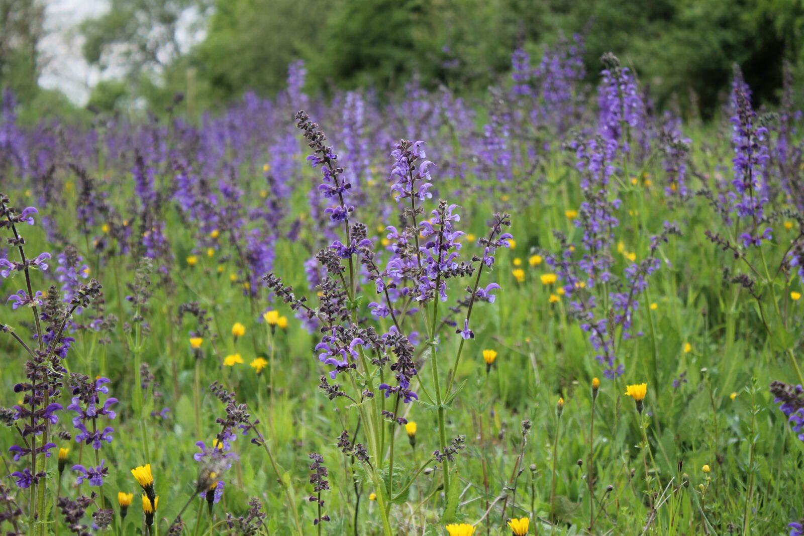 Canon EOS 1100D (EOS Rebel T3 / EOS Kiss X50) sample photo. Flower meadow, wild sage photography