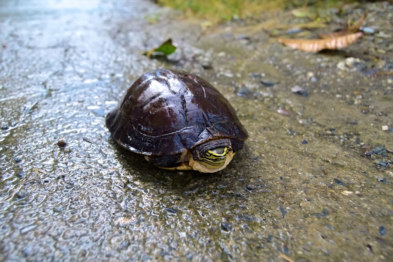 Nikon D3100 sample photo. Turtle, hide, rain photography