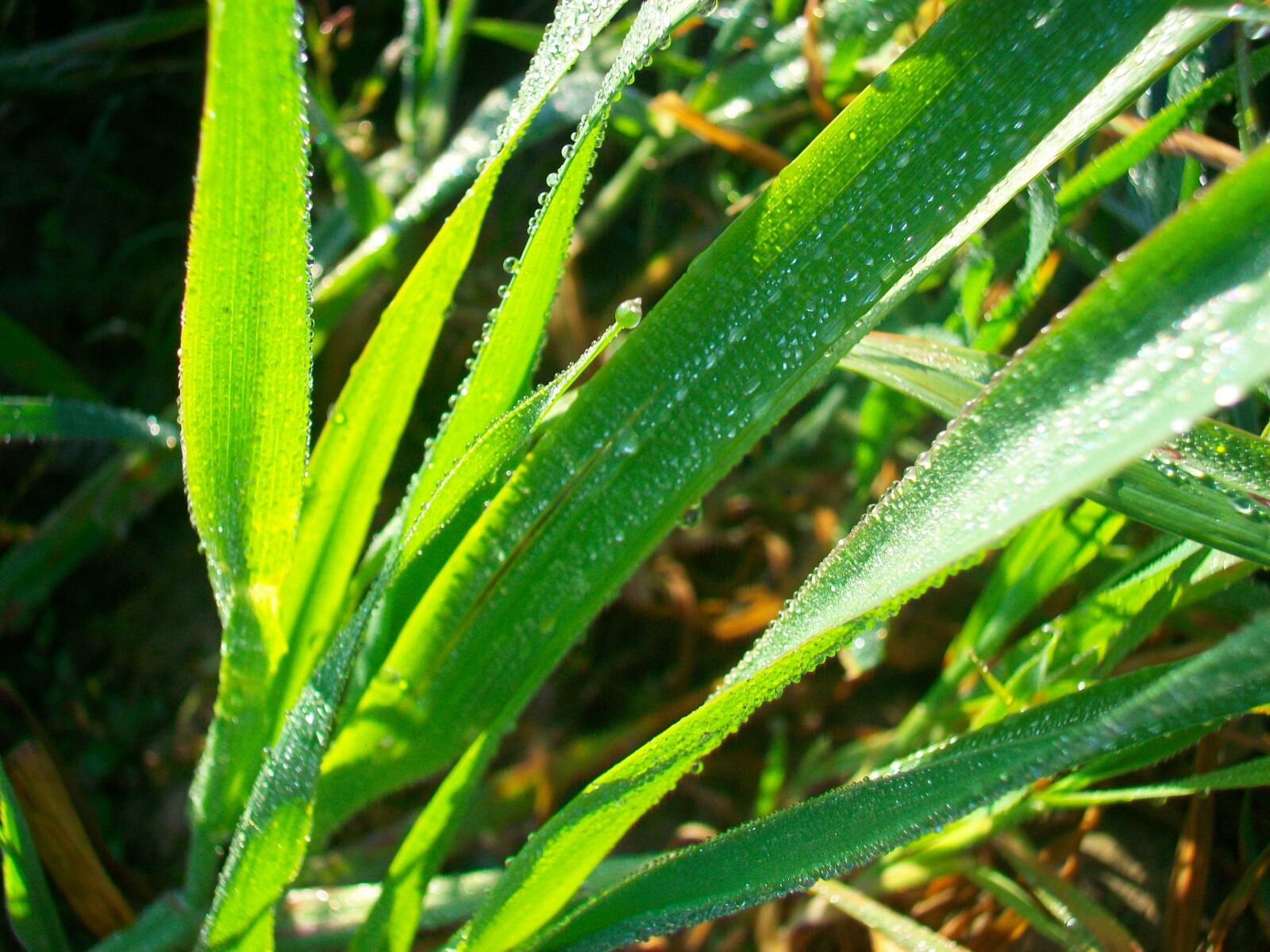 Kodak EASYSHARE M1063 DIGITAL CAMERA sample photo. Grass, dew, dew on photography
