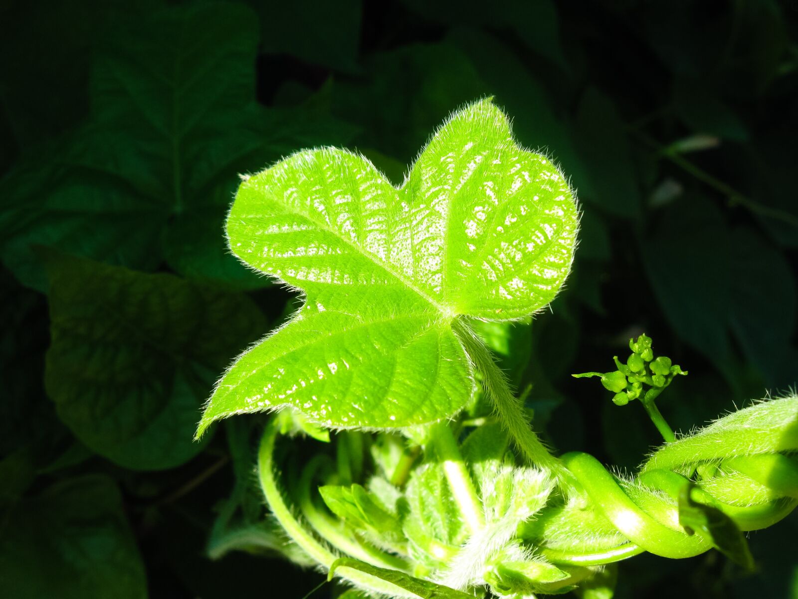 Canon PowerShot A590 IS sample photo. Morning glory, flower, spring photography