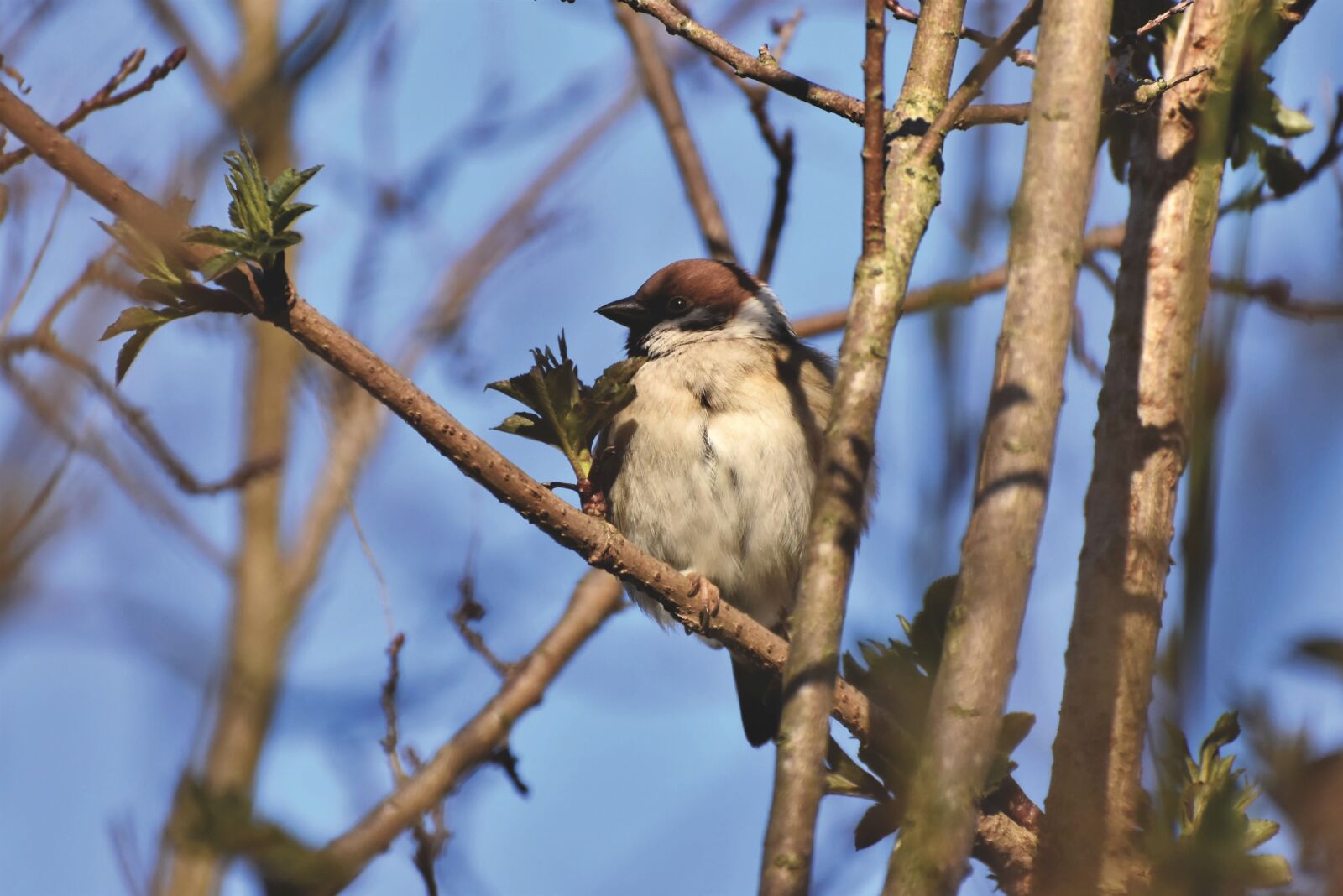 Nikon D7200 sample photo. Sparrow, sperling, bird photography