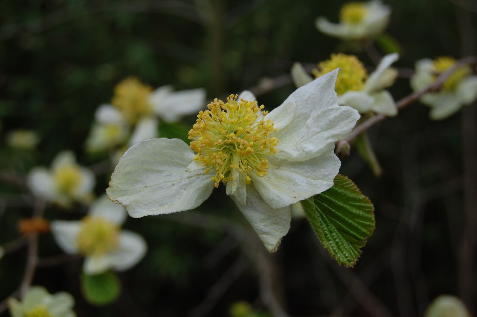 Nikon D40 sample photo. Flower, faded, white photography