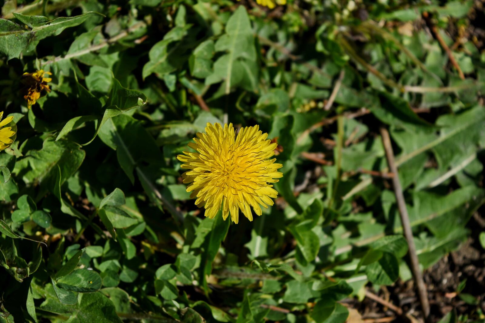 Nikon D5500 sample photo. Flower, plant, dandelion, vegetable photography