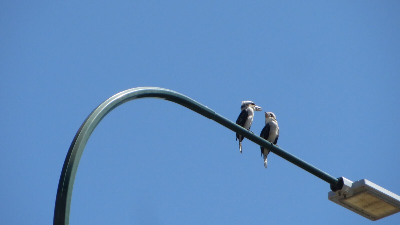 Canon PowerShot ELPH 520 HS (IXUS 500 HS / IXY 3) sample photo. By lucy morgan kookaburras photography