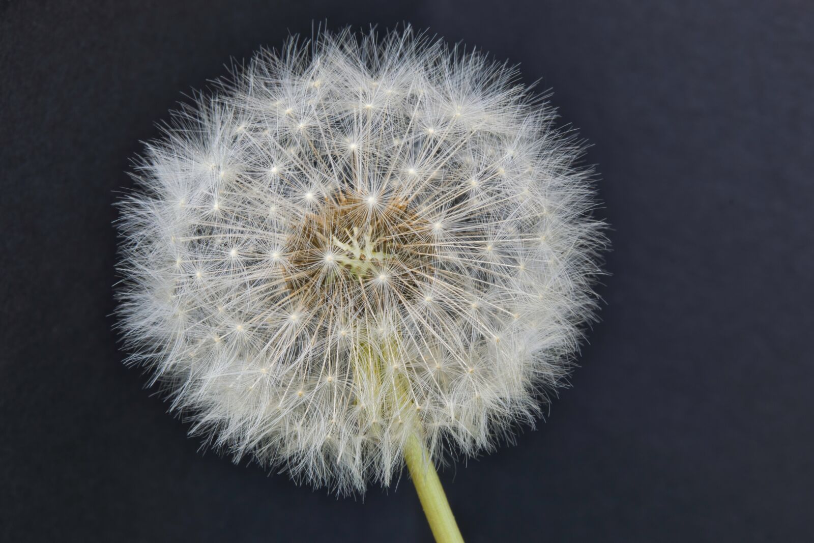 Nikon D5300 sample photo. Dandelion, close up, common photography