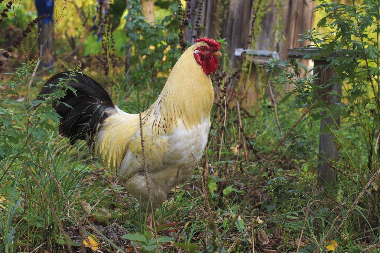 Canon EOS 100D (EOS Rebel SL1 / EOS Kiss X7) sample photo. Rooster, bird, chicken, animal photography