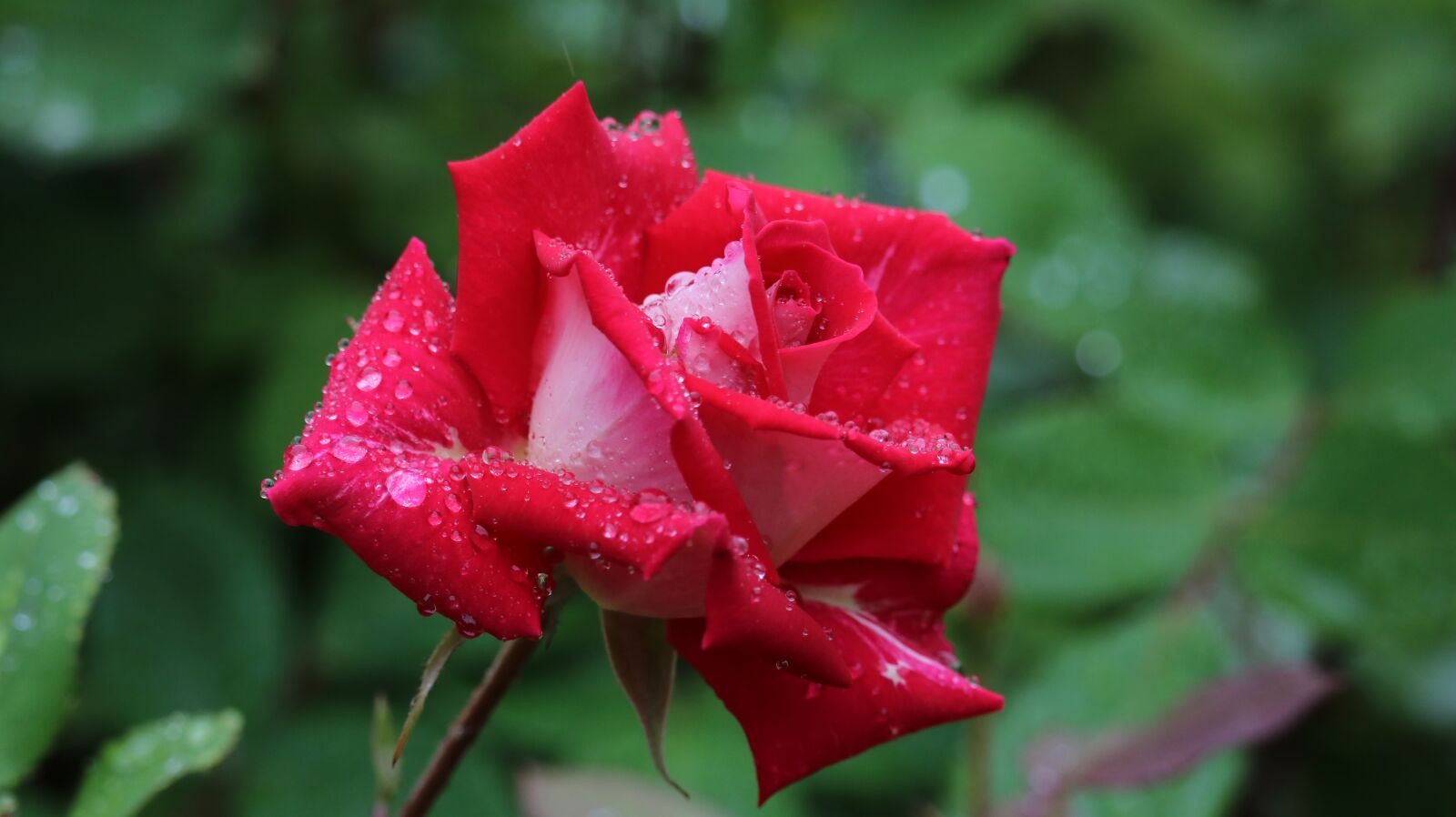 Canon EF-S 55-250mm F4-5.6 IS STM sample photo. Rose, rose park, flowers photography