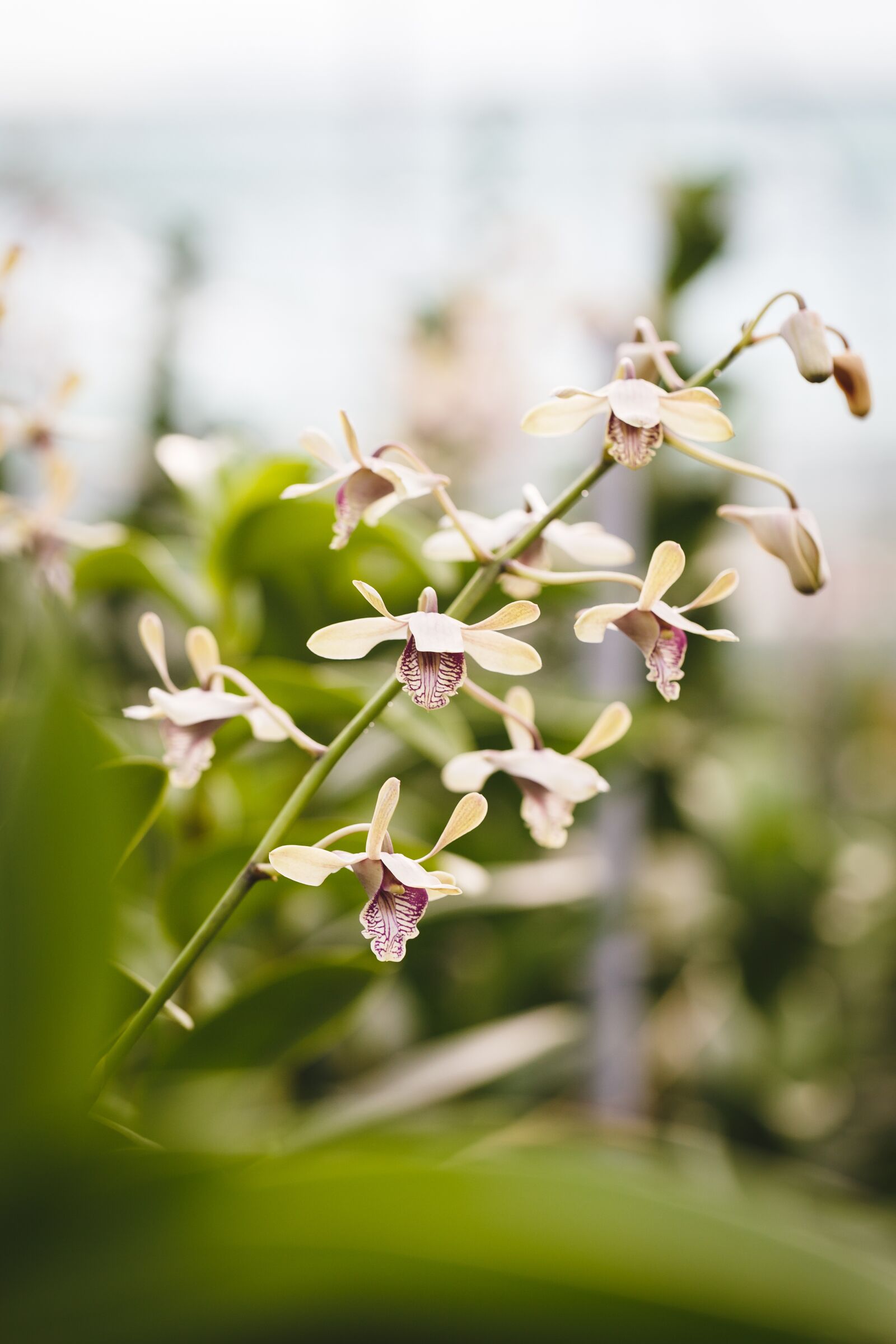 Canon EF 100mm F2.8L Macro IS USM sample photo. Natural pure, fresh, asia photography