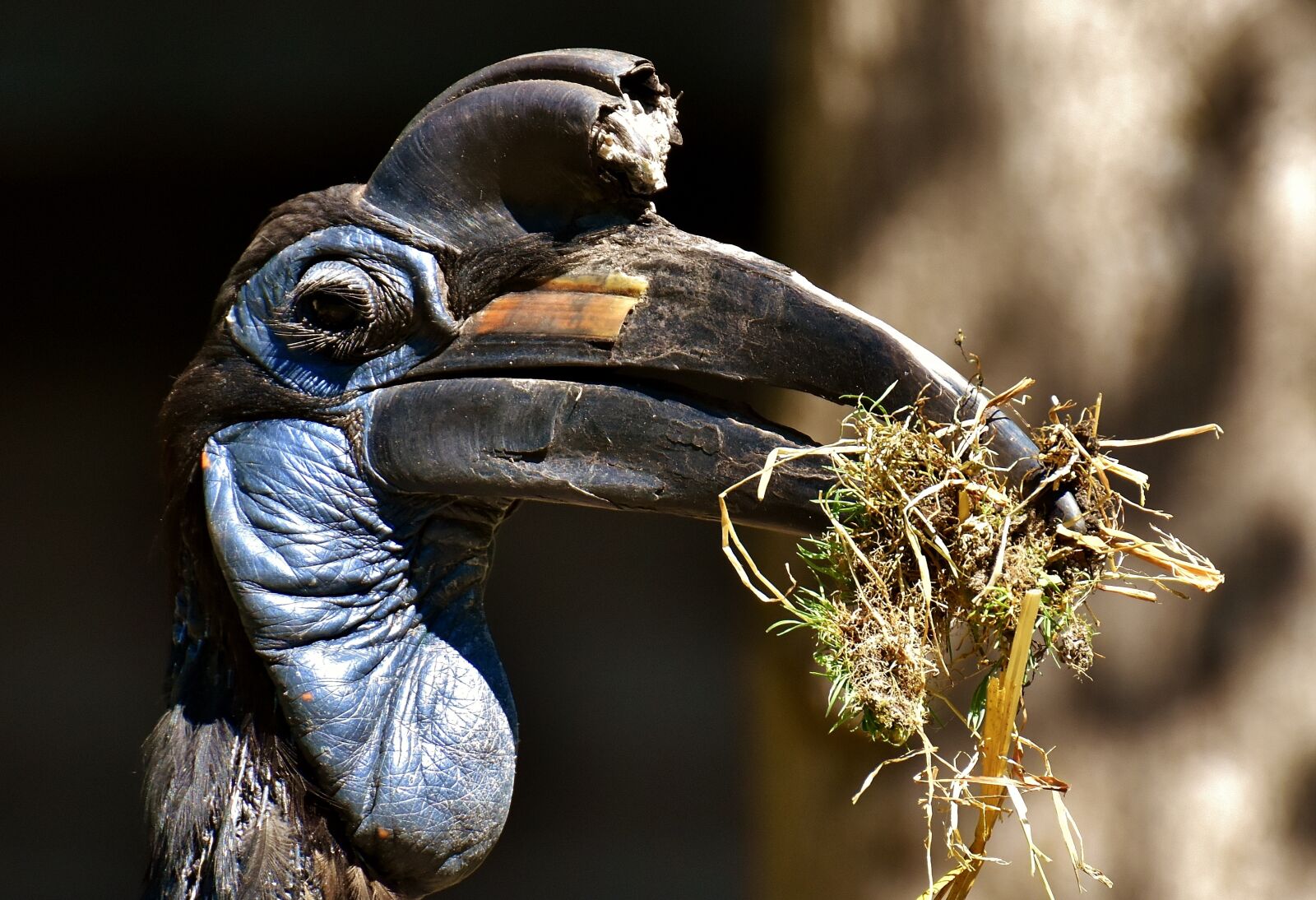 Nikon D7200 sample photo. Ground-hornbill, bird, feather photography