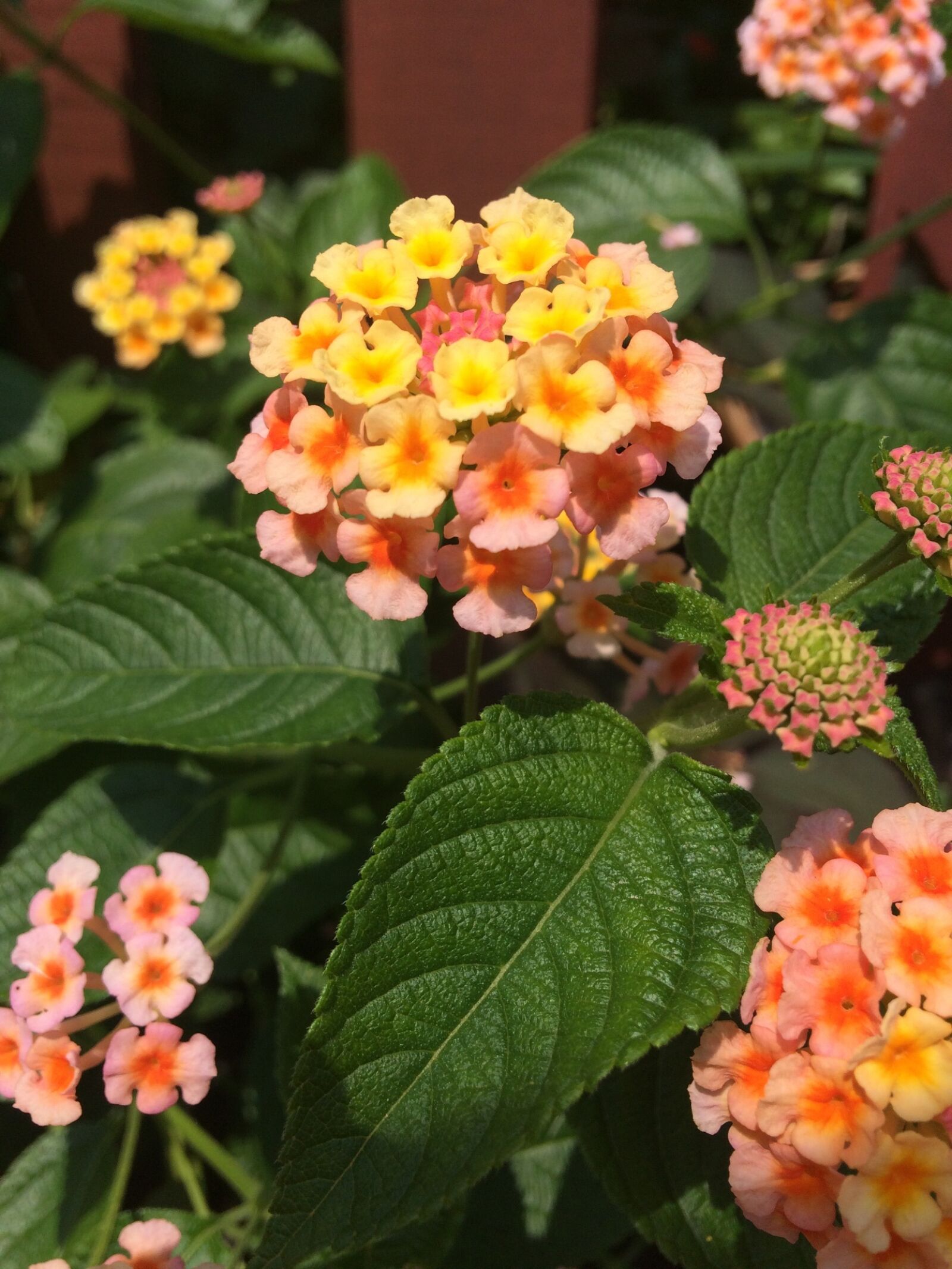 Apple iPhone 5s sample photo. City, flowers photography