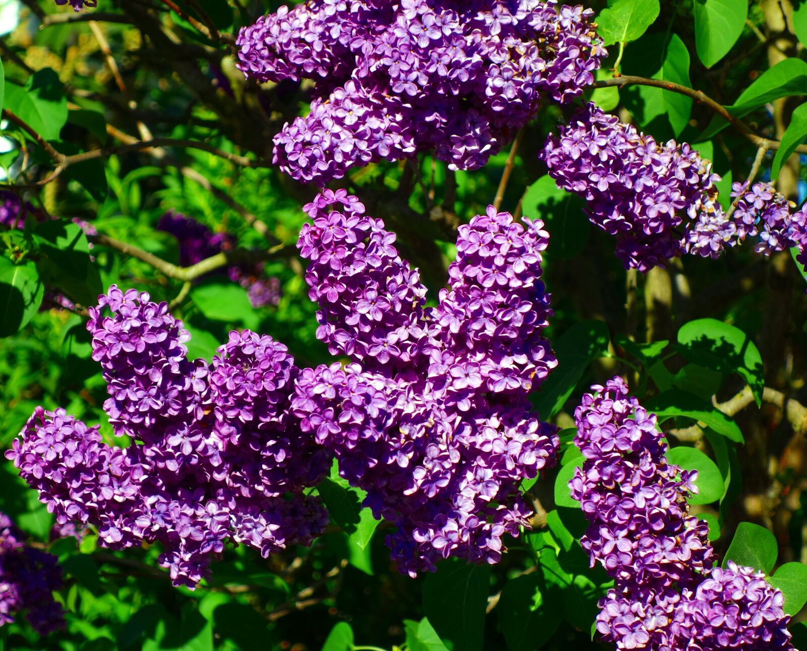 Sony Cyber-shot DSC-RX100 sample photo. Lilac, syringa, flower photography