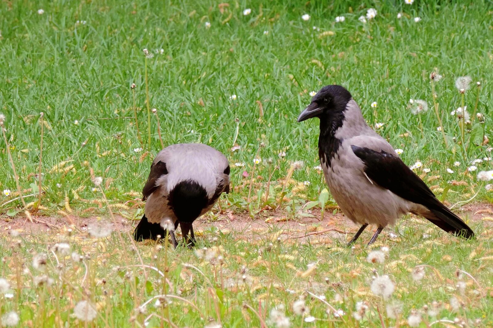 Nikon Coolpix P520 sample photo. Fog crows, carrion crows photography