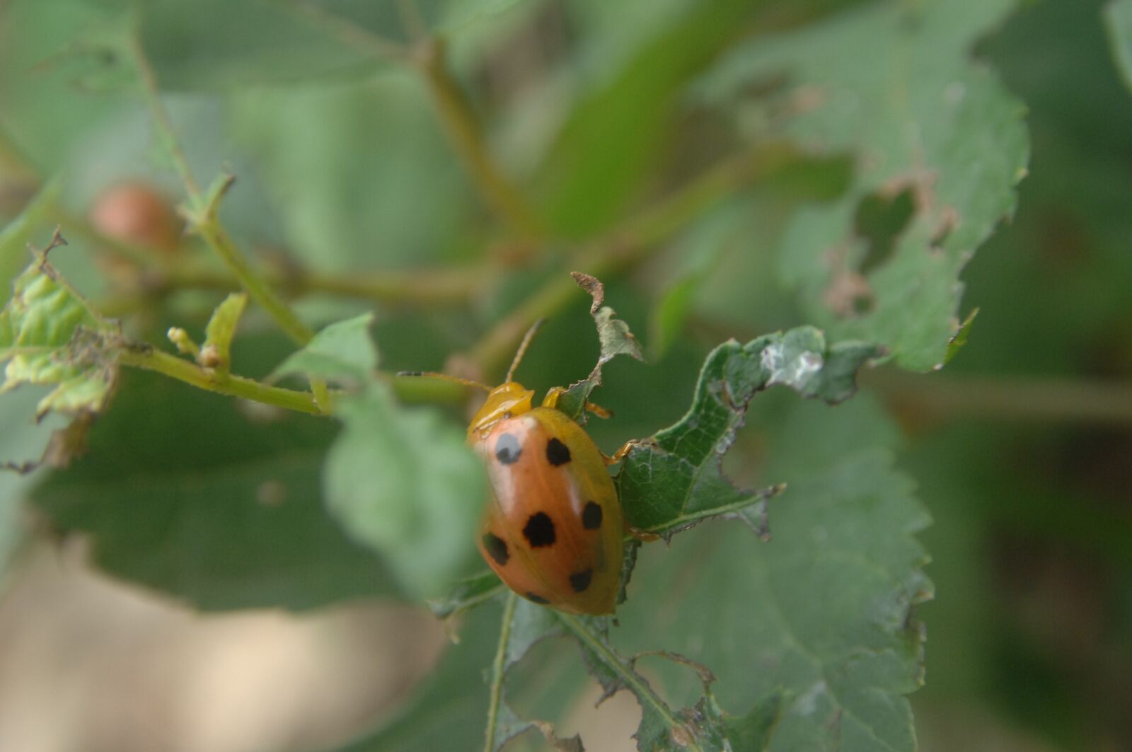 Nikon D2Xs sample photo. Bug, ladybug, red color photography