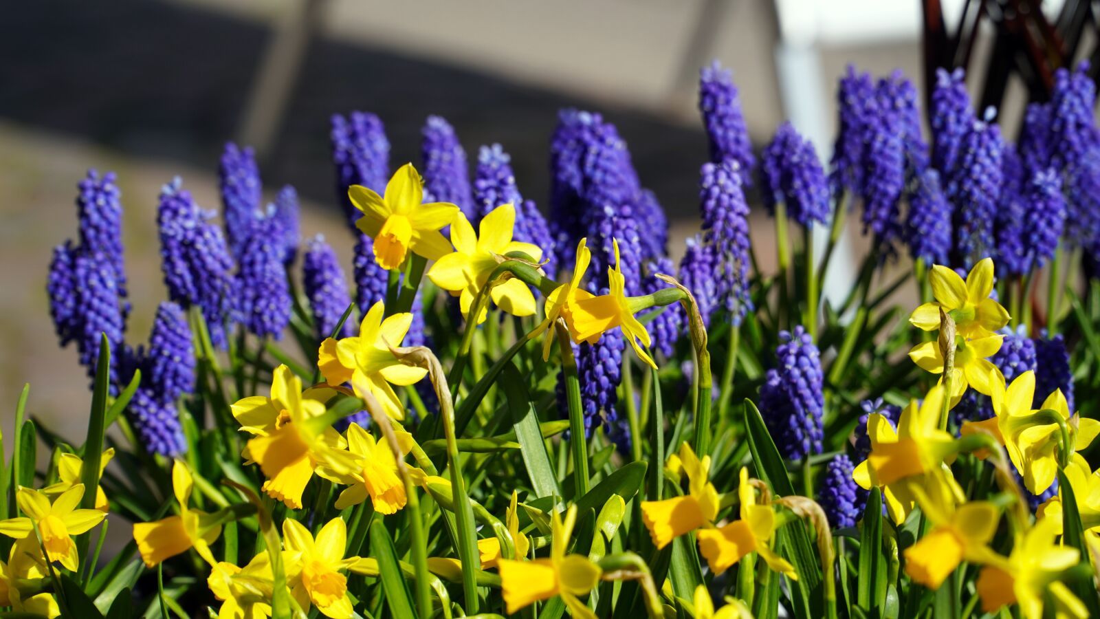 Sony E PZ 18-105mm F4 G OSS sample photo. Muscari, blue, blossom photography
