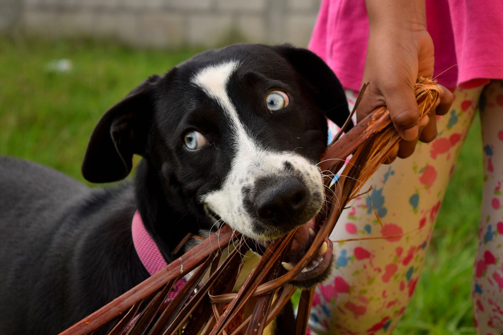 Nikon D3300 sample photo. Labrador, dogs, pet photography
