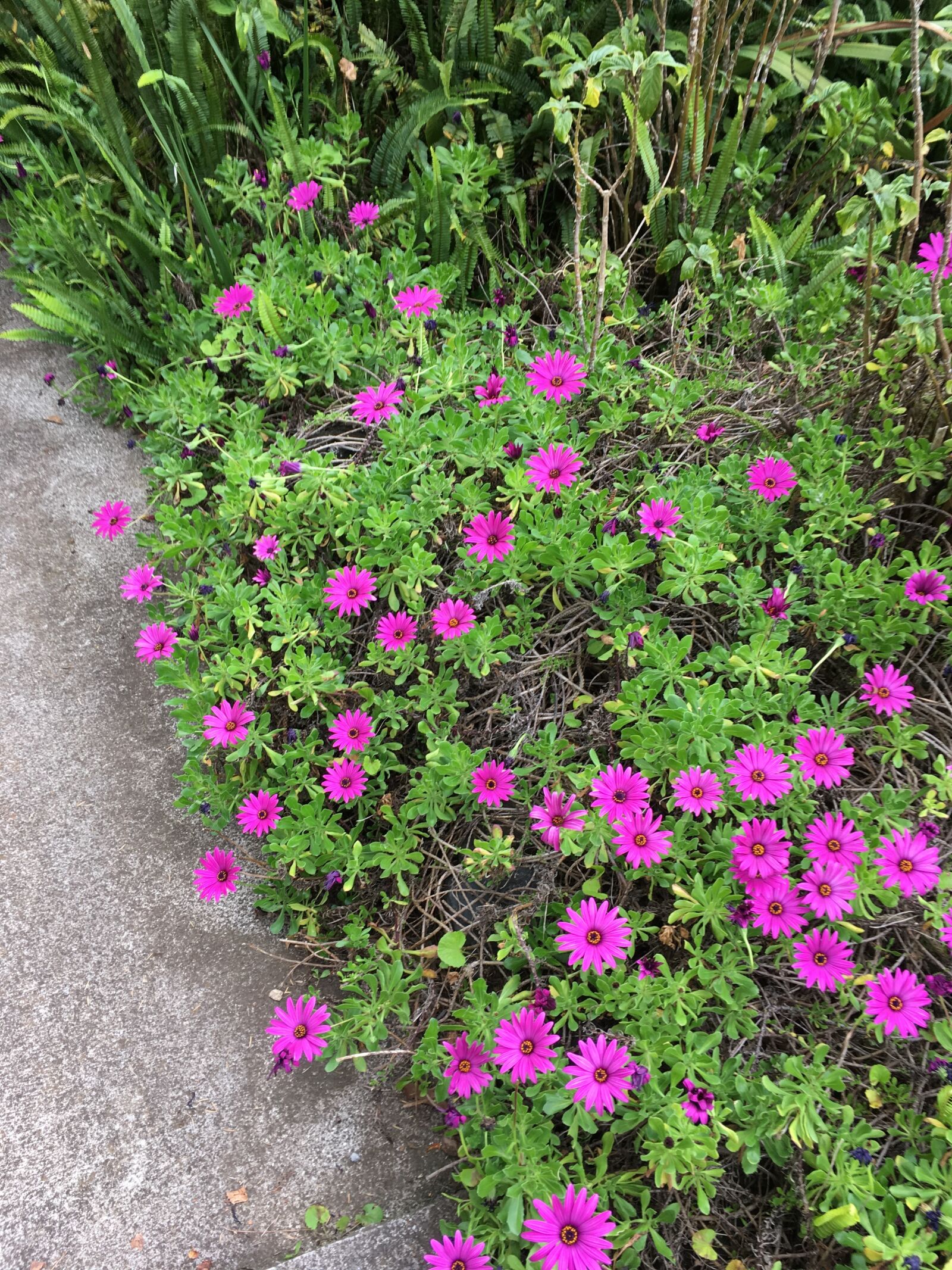 iPhone SE back camera 4.15mm f/2.2 sample photo. Bush, flowers, purple, flowers photography