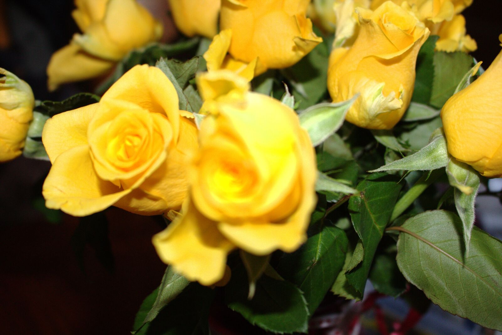 Canon EOS 700D (EOS Rebel T5i / EOS Kiss X7i) sample photo. Colourful, flowers, focused, leaves photography