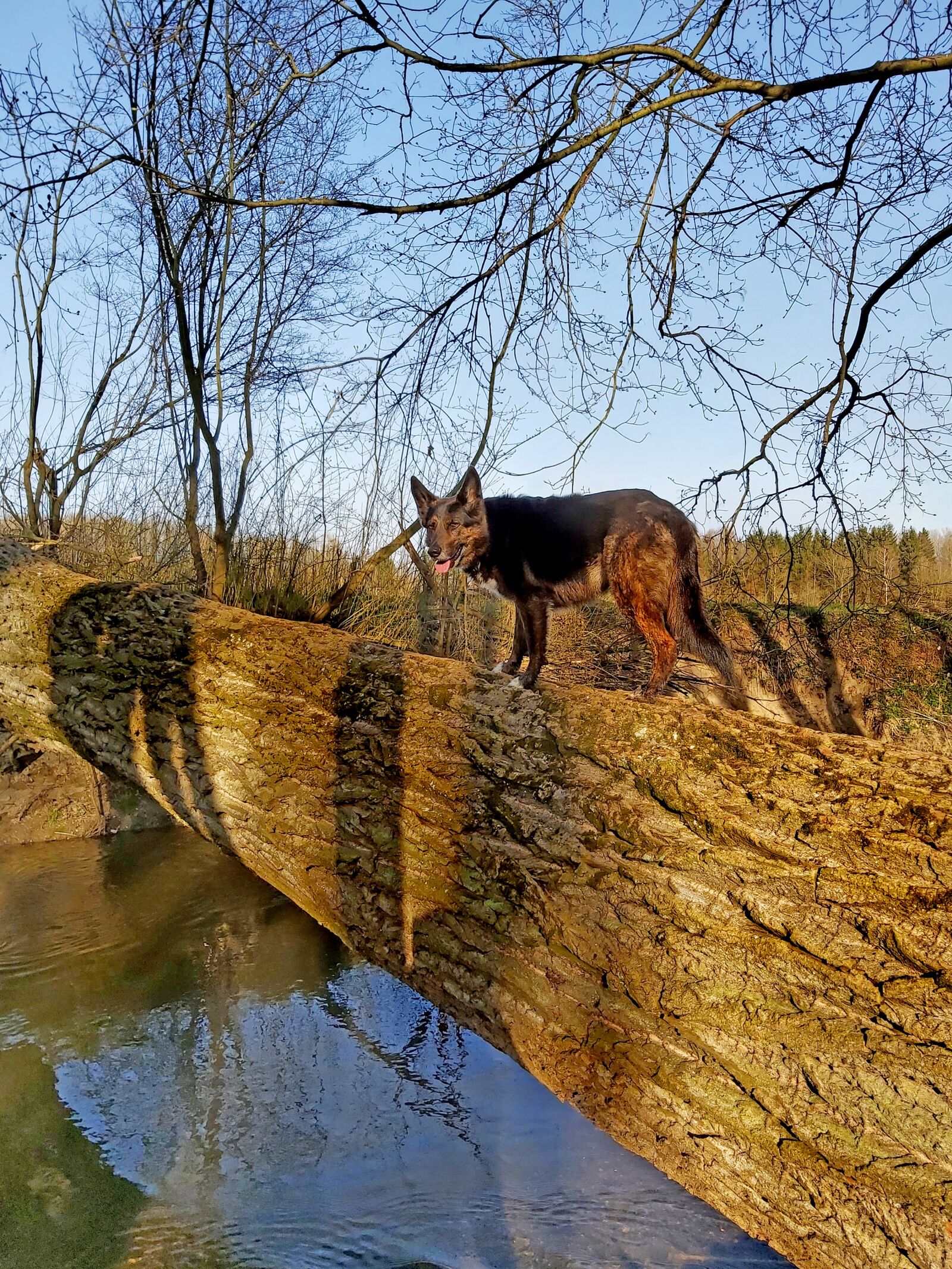 Samsung Galaxy A70 sample photo. Animal world, dog, sch photography