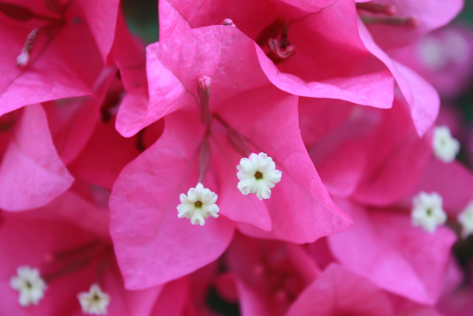 Canon EOS 450D (EOS Rebel XSi / EOS Kiss X2) sample photo. ดอกไม้, ฤดูร้อน, font style vertical-align inherit photography