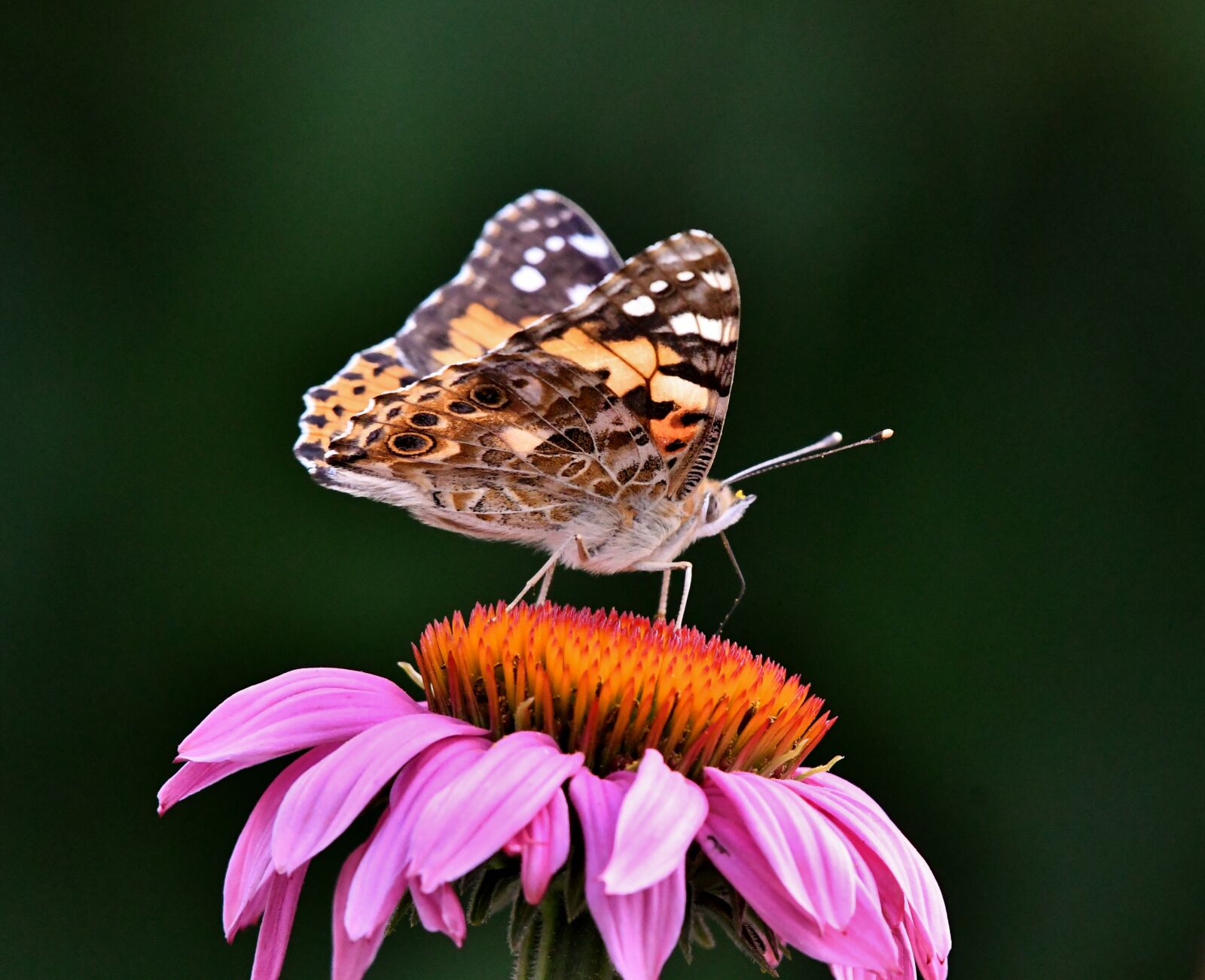 Nikon D500 sample photo. Painted lady, echinacea, butterfly photography