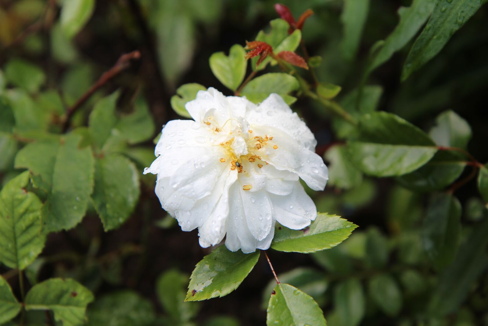 Canon EOS 600D (Rebel EOS T3i / EOS Kiss X5) sample photo. Wild rose old, rosebush photography