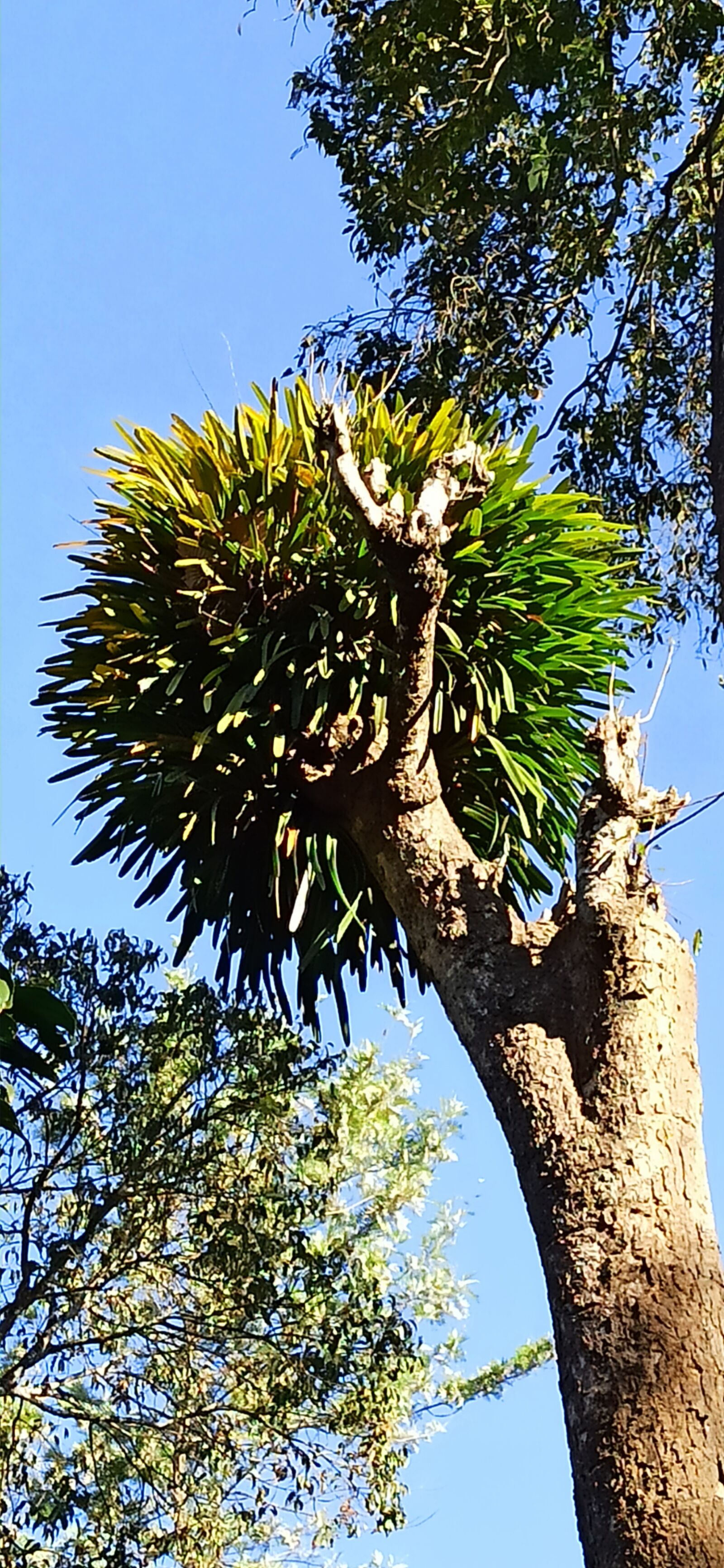 Xiaomi Redmi Note 8 Pro sample photo. Cymbedium bicolor, wild, orchid photography