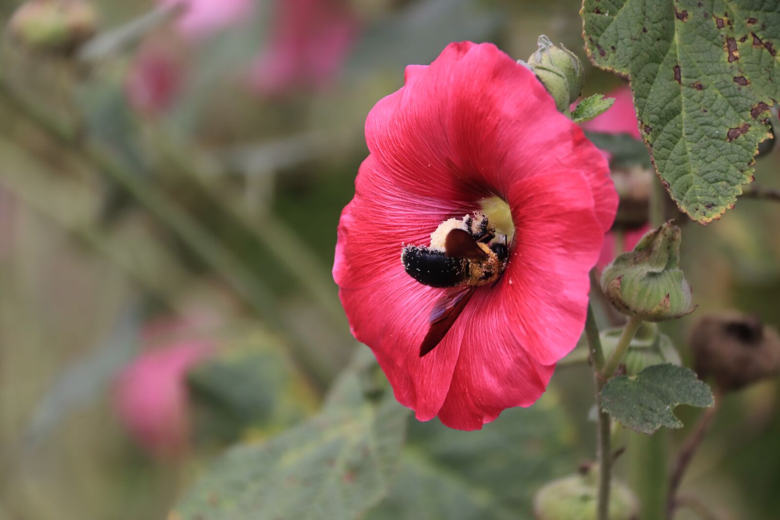 Canon EOS 800D (EOS Rebel T7i / EOS Kiss X9i) sample photo. Nature, summer, outdoor photography