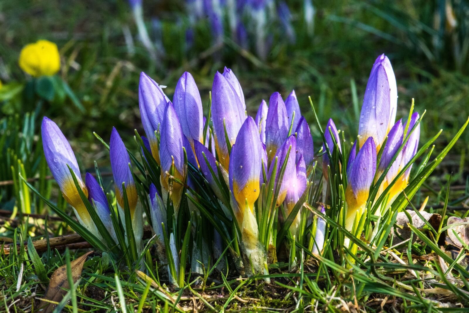 Nikon D7100 sample photo. Flower, crocus, purple photography