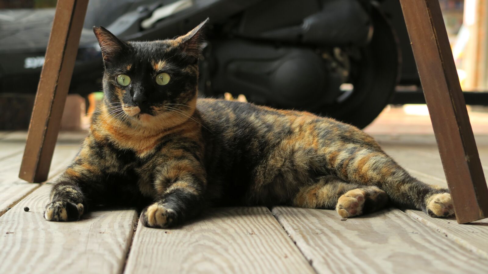 Canon PowerShot G7 X sample photo. Animal, cute, mammal photography