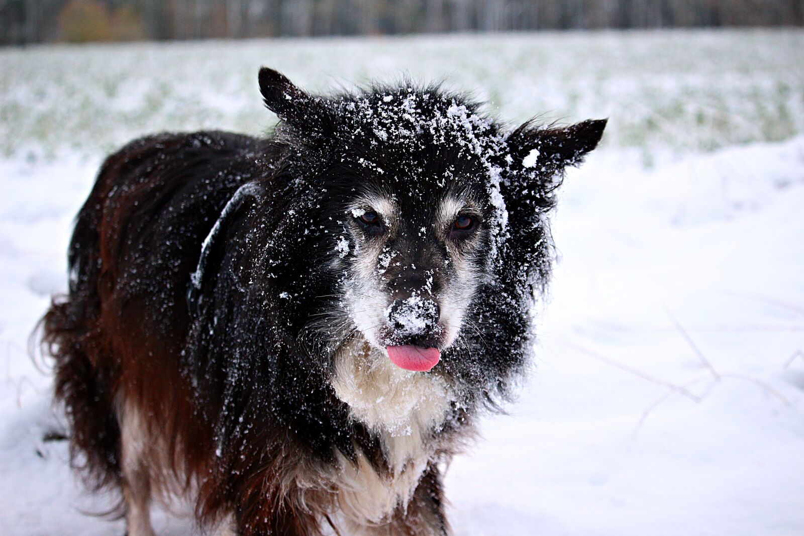 Canon EOS 100D (EOS Rebel SL1 / EOS Kiss X7) sample photo. Snow, dog, border photography