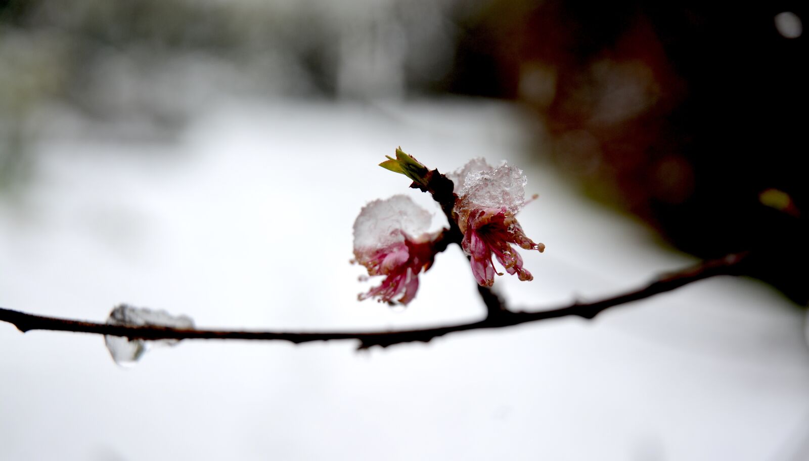 Nikon D7100 sample photo. Spring, cold, nature photography