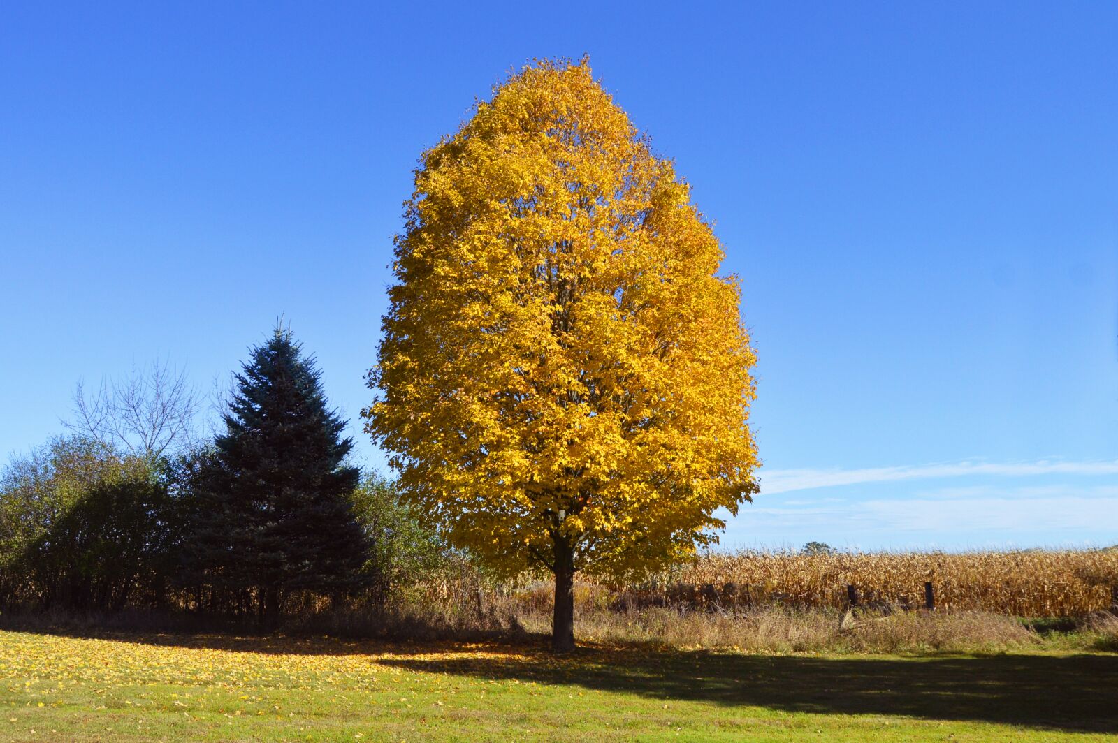 Nikon D3200 sample photo. Yellow, tree, orange photography