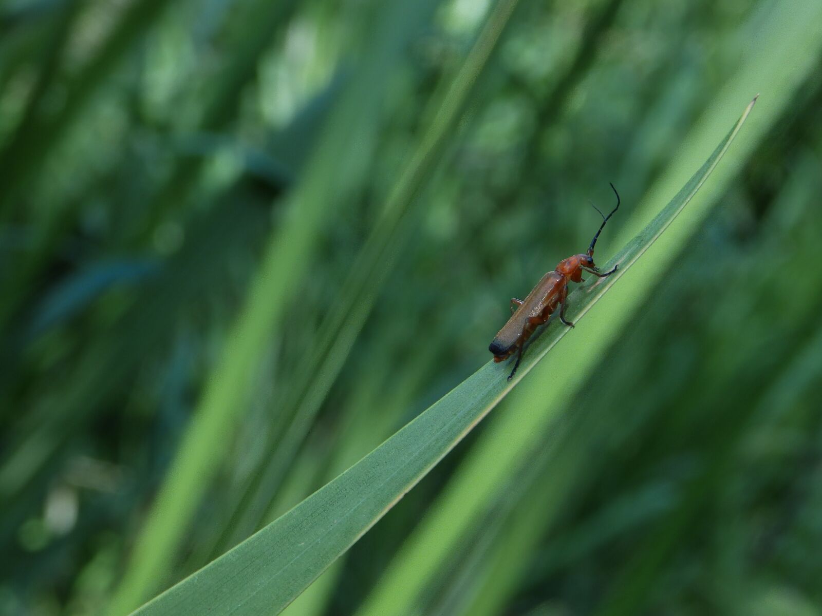 Olympus SP-820UZ sample photo. Beetle, blade of grass photography