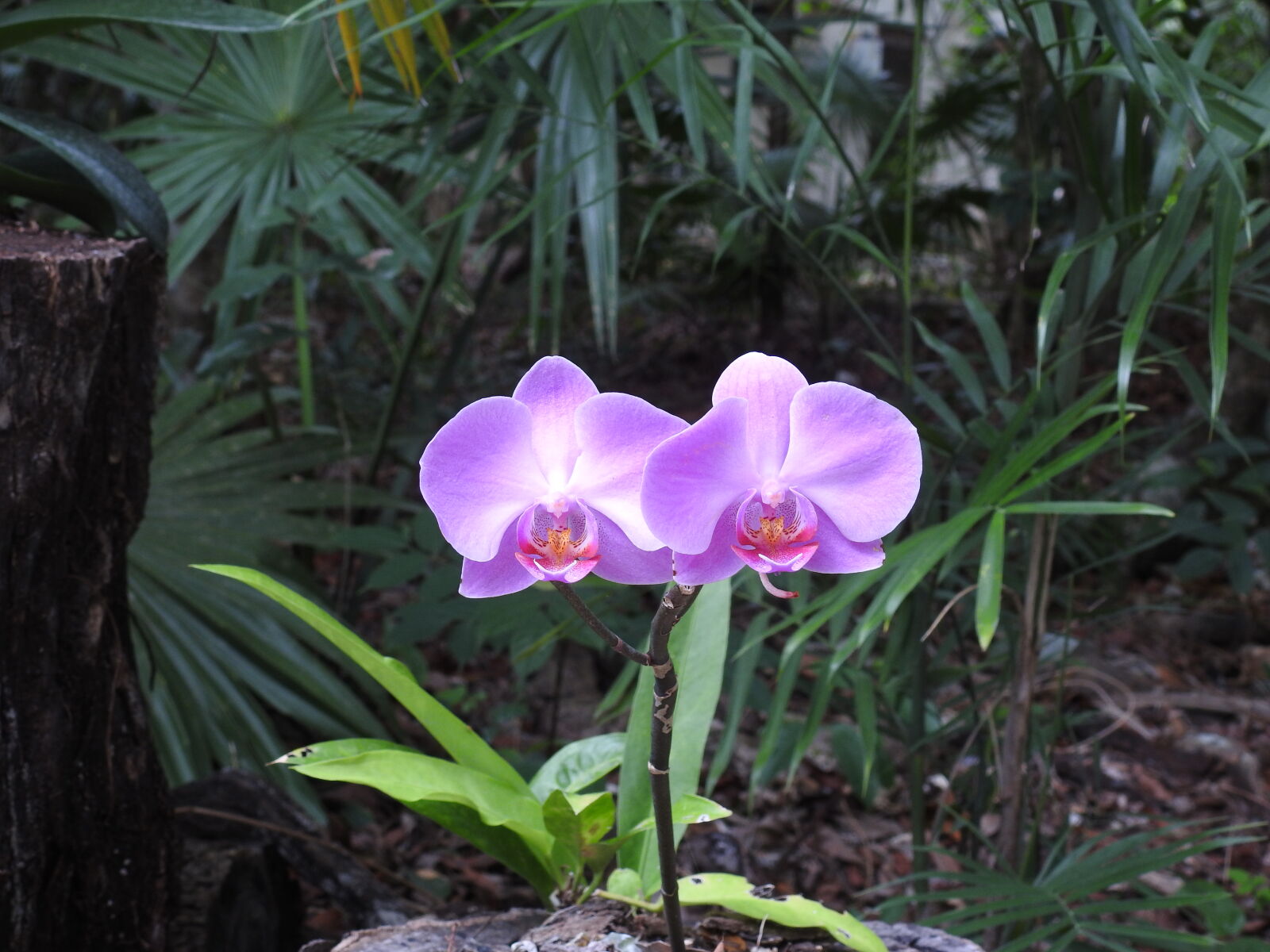 Nikon Coolpix P900 sample photo. Jungle, mexico, orchid photography