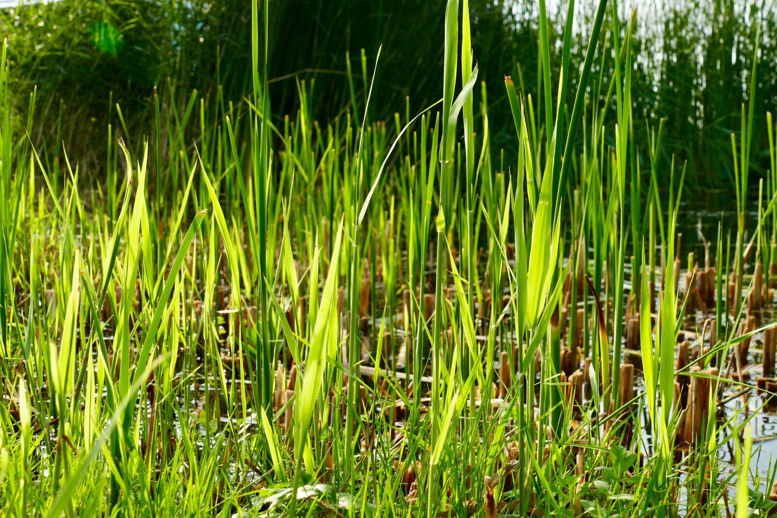 Panasonic Lumix DMC-FZ1000 sample photo. Summer, reed, ditch photography