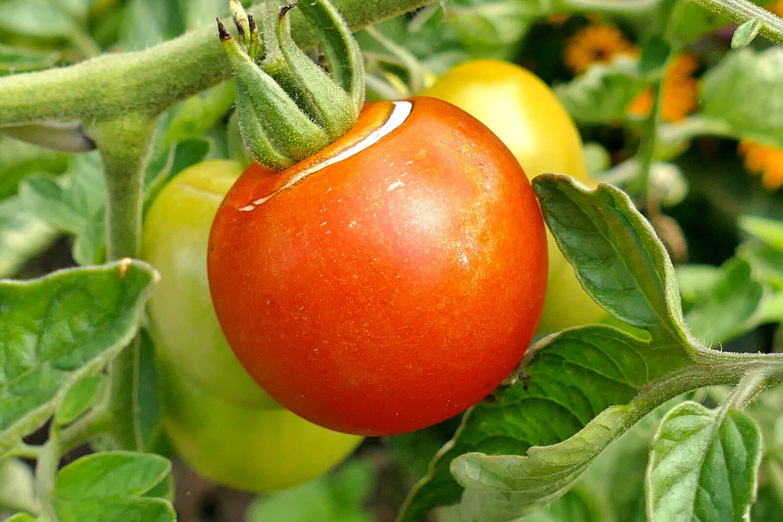 Panasonic Lumix DMC-FZ1000 sample photo. Tomato, fruit, red photography