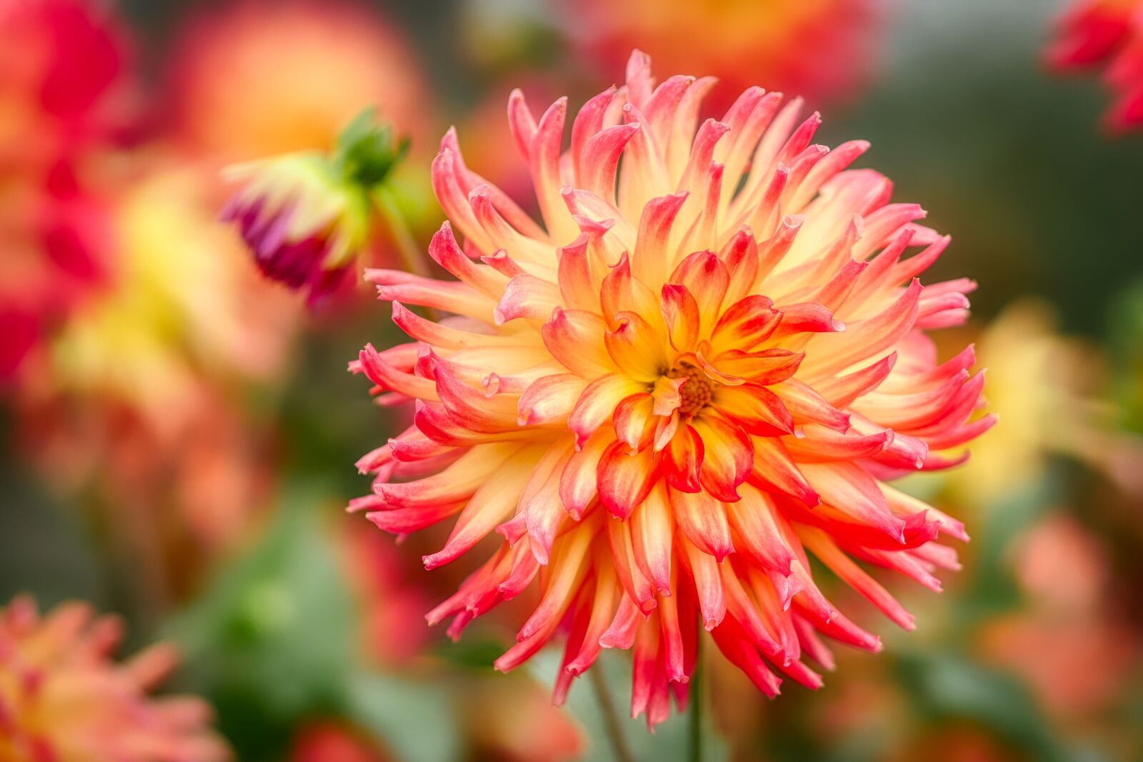 Panasonic Lumix DMC-GX8 sample photo. Raghavendra, flower, blossom photography