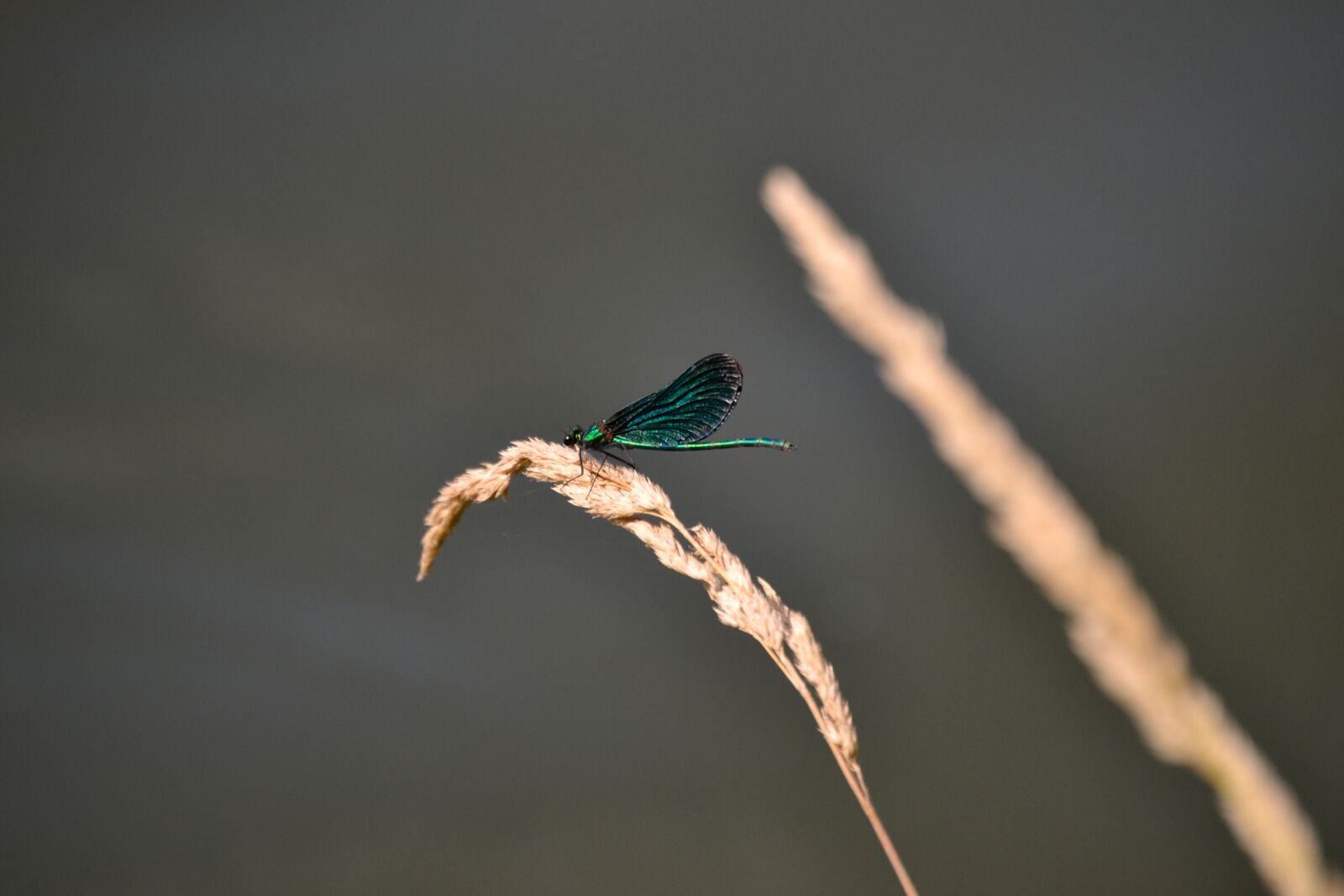 Nikon D3100 sample photo. Dragonfly, green, insect photography