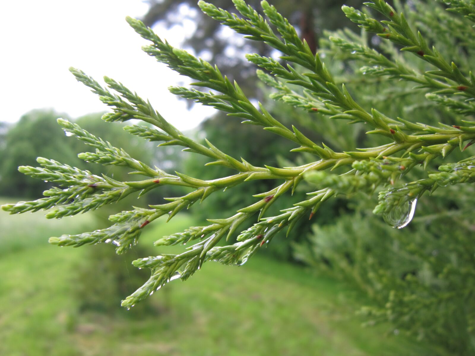 Canon PowerShot A3200 IS sample photo. Tuja, branch, green photography
