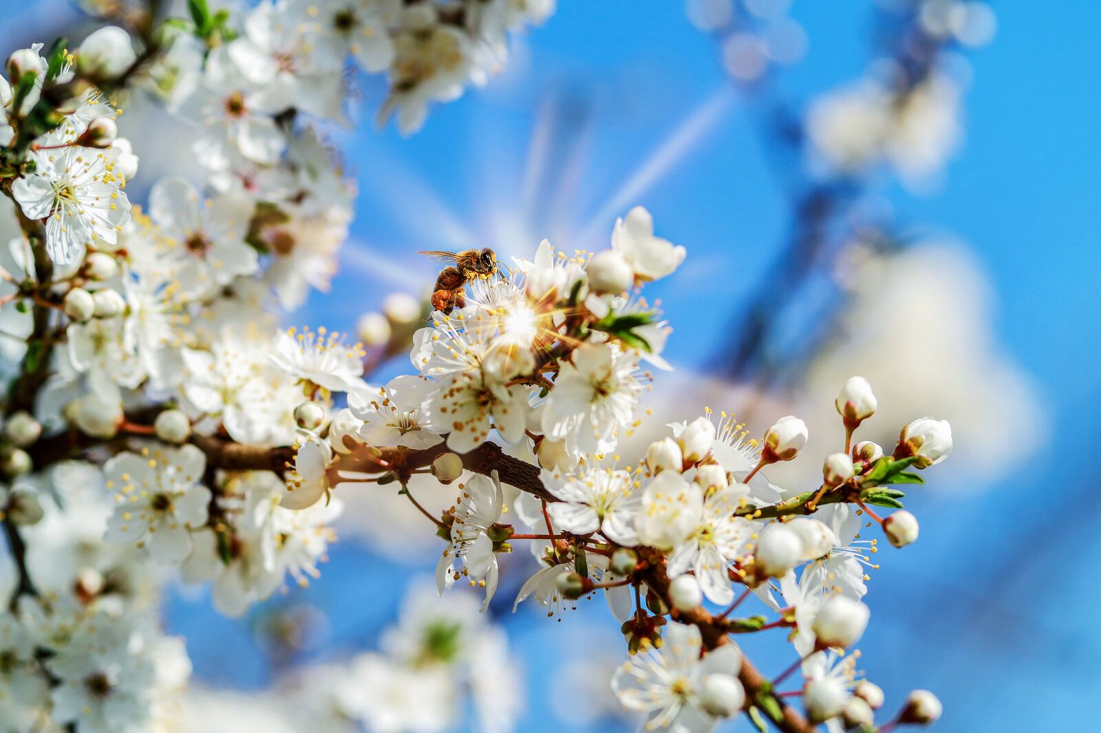 Sigma 85mm F1.4 DG HSM Art sample photo. Flowers, natural, garden photography