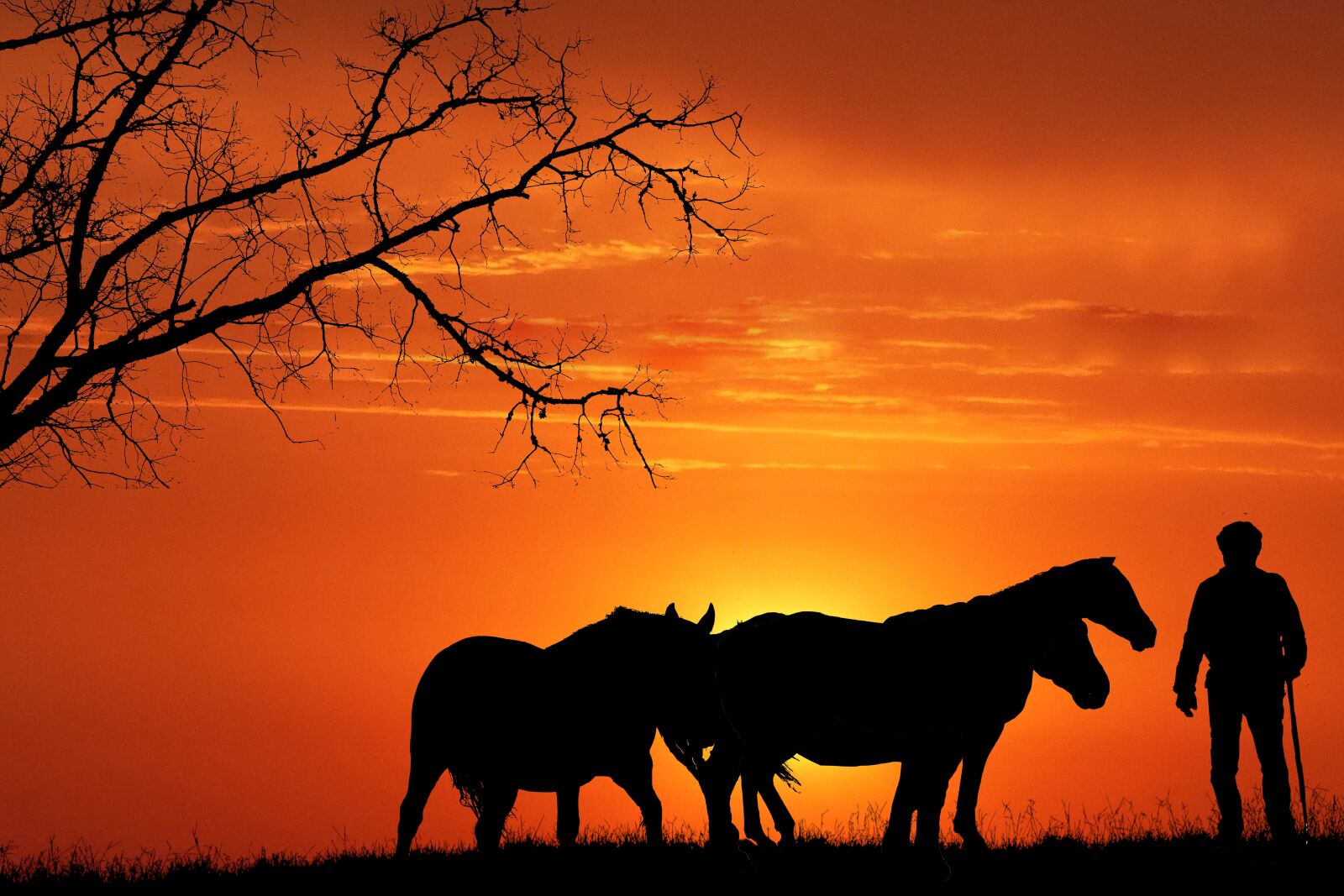 Canon PowerShot G1 X Mark III sample photo. Sunset, horses, silhouette photography
