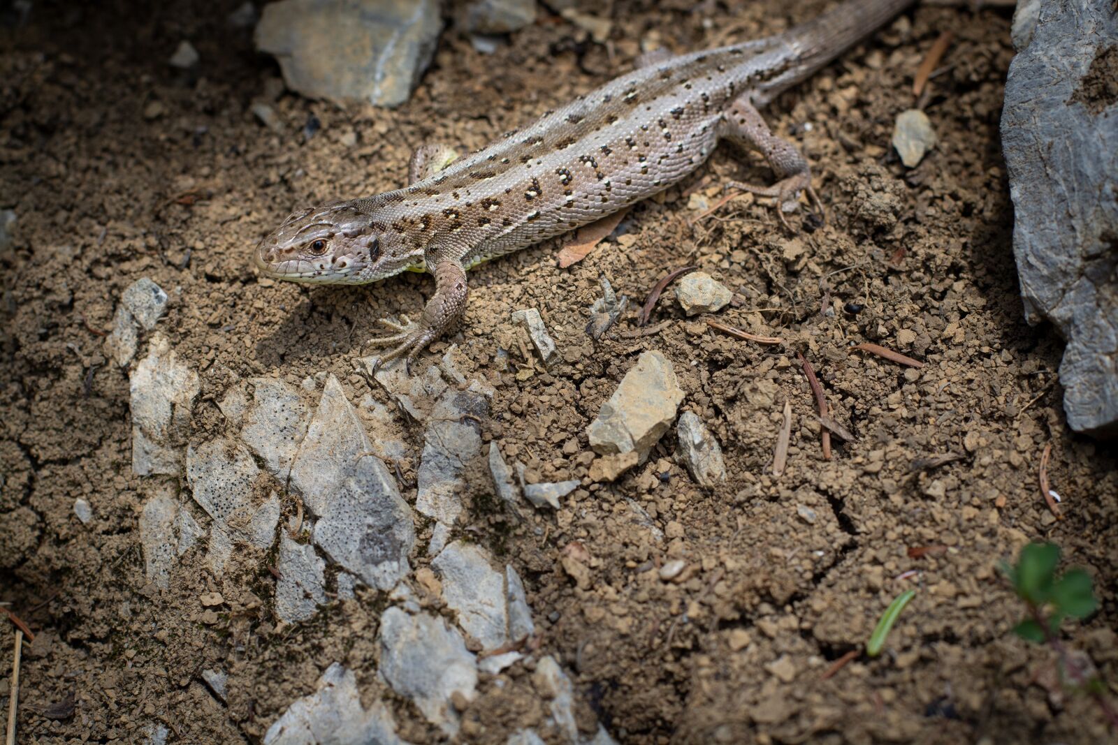 Nikon D7100 sample photo. Lizard, animal, nature photography
