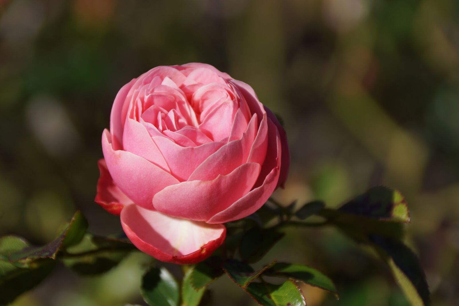 Sony DT 18-250mm F3.5-6.3 sample photo. Flower, pink, rose photography