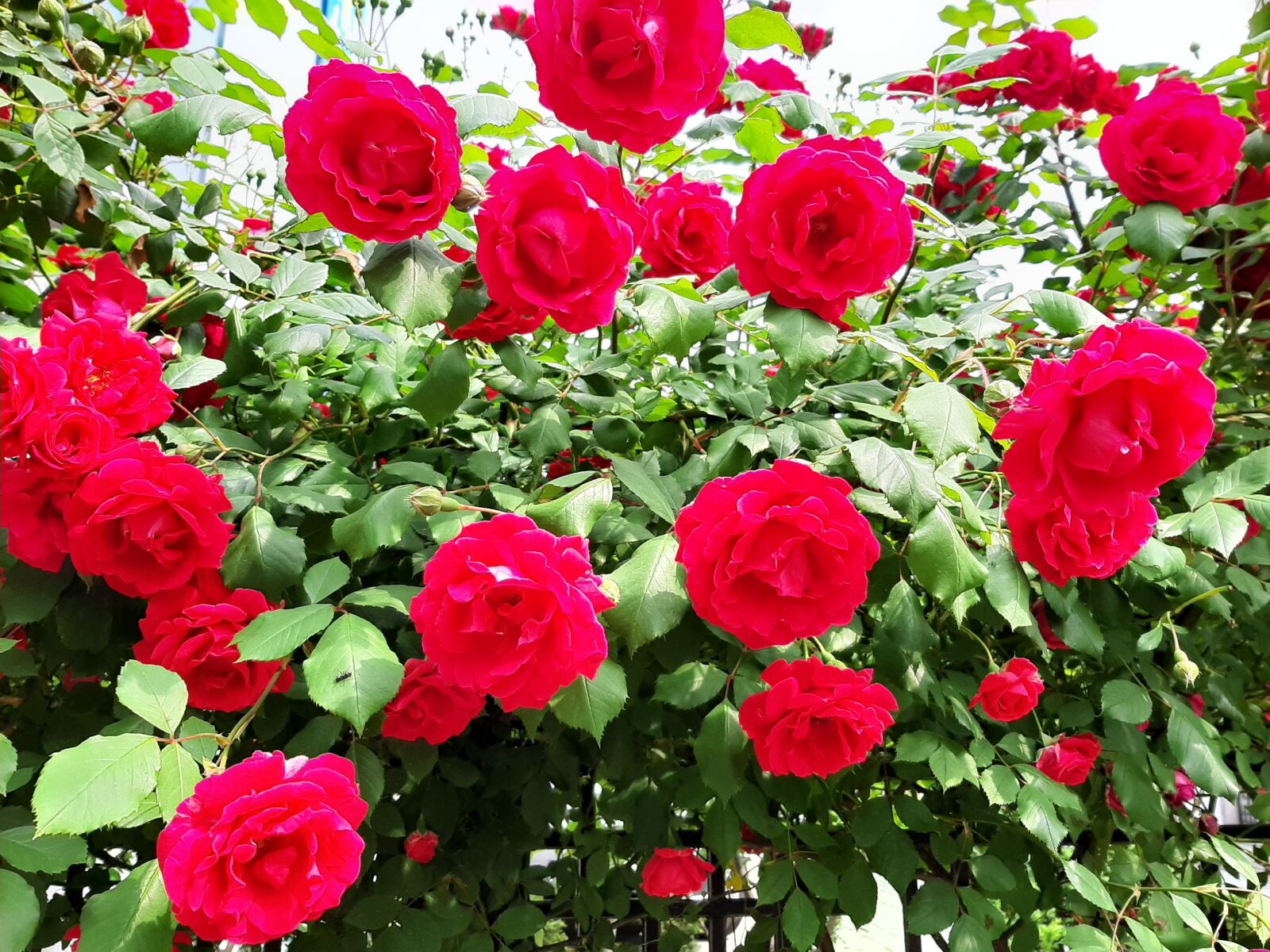Samsung Galaxy A50 sample photo. Rose, red flower, early photography