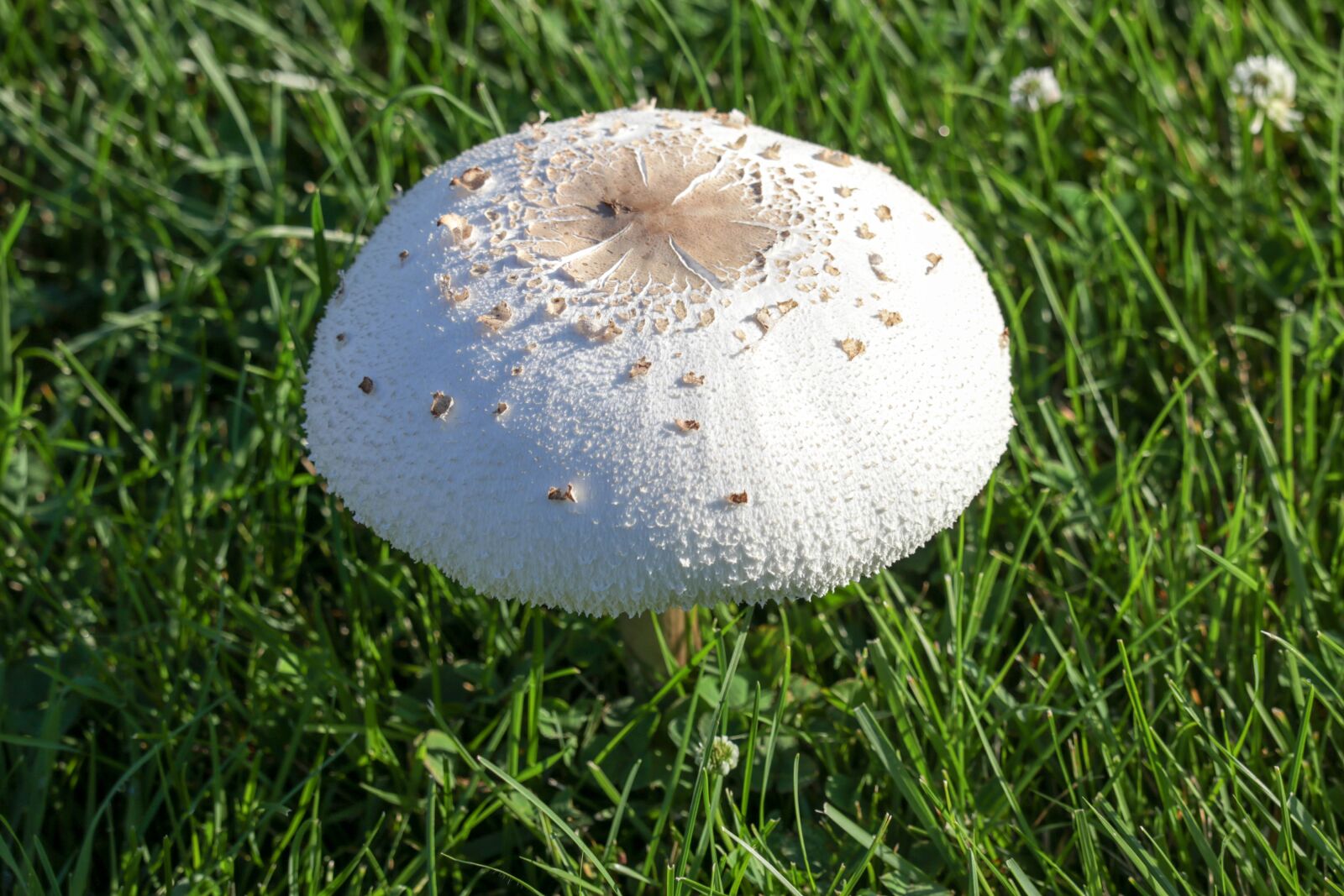 Canon EF-S 55-250mm F4-5.6 IS STM sample photo. Mushroom, grass, fungus photography