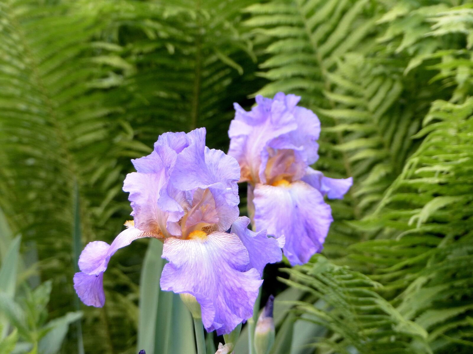 Panasonic Lumix DMC-FZ200 sample photo. Iris, flowers, lilac photography