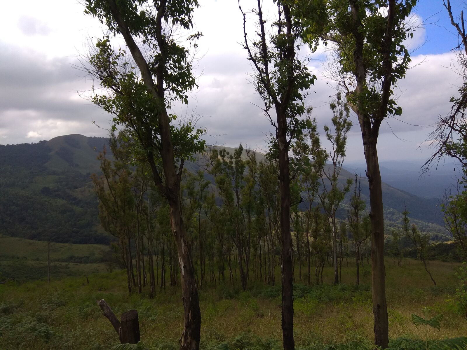 Xiaomi Redmi Note 4 sample photo. Nature, trees, landslides photography