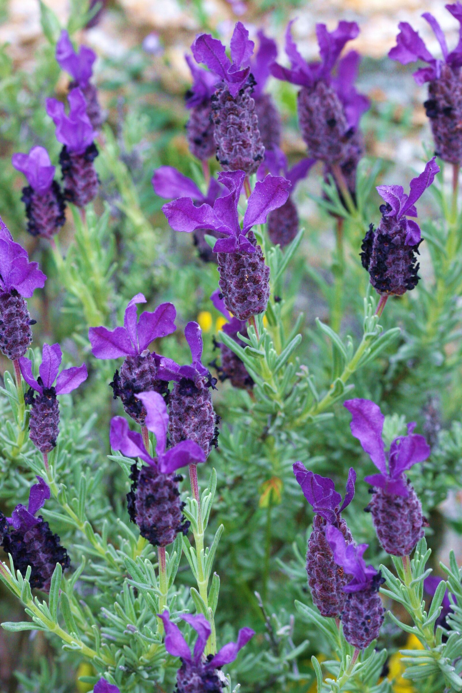 Canon EOS 30D sample photo. Lavender, flower, nature photography